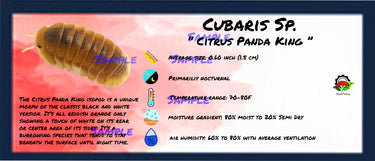 Cubaris Sp. Citrus Panda King Isopod Bin Label